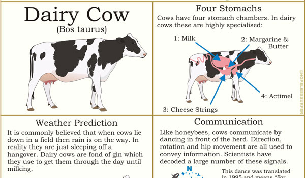 A guide to the dairy cow - The Poke