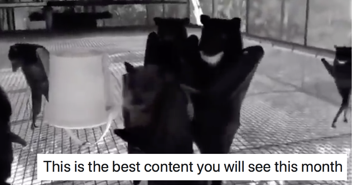 'Filming bats upside down looks like a goth The Poke