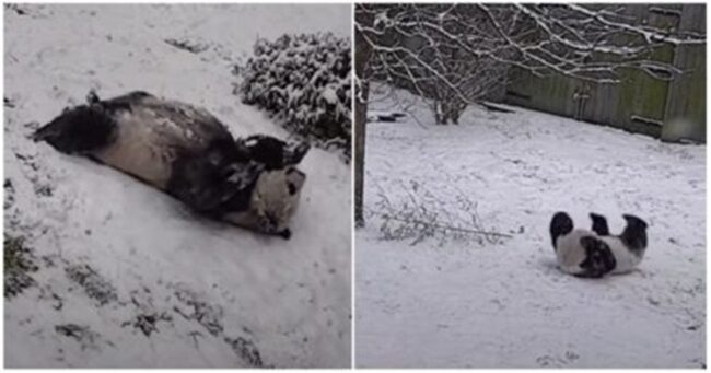 These Washington-based pandas enjoying the great snowstorm of 2021 are still up there with the most joyous things we’ve seen