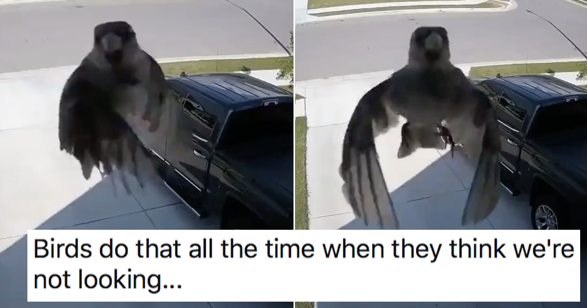 This bird's wings sync with the camera frame rate and it's creepy and