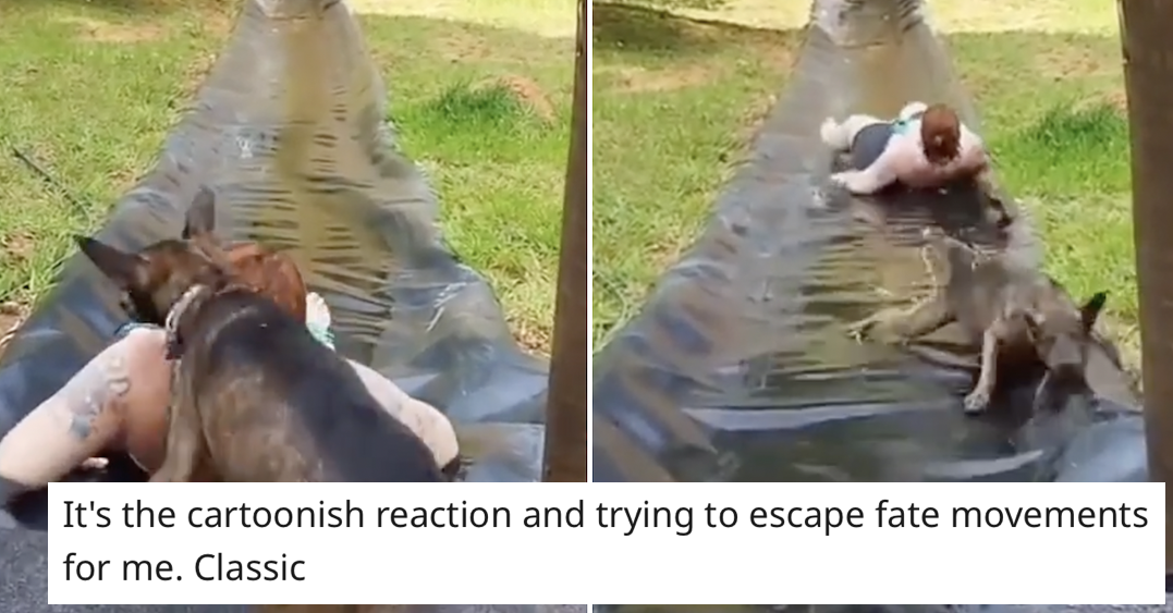 This dog accidentally found itself on a giant slide and it's today's ...
