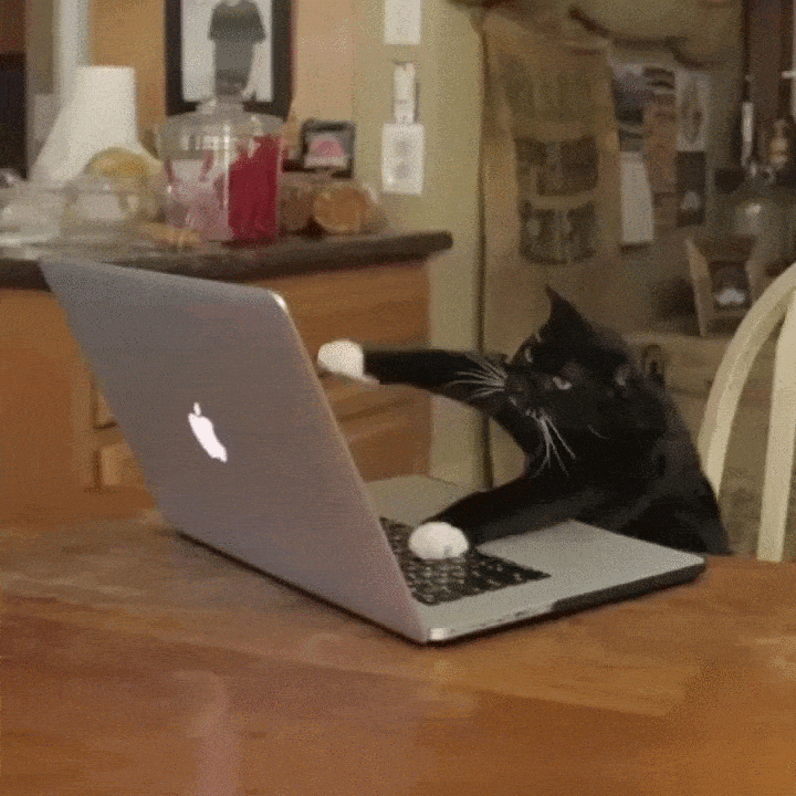 a cat typing furiously on a laptop
