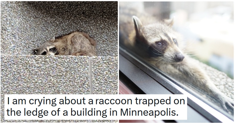 Unemployed Raccoon Flashback to the stranded raccoon that stole everyone's hearts with its ...