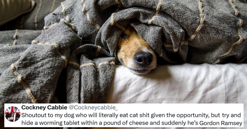 Our 25 Favourite Funny Tweets of the Week