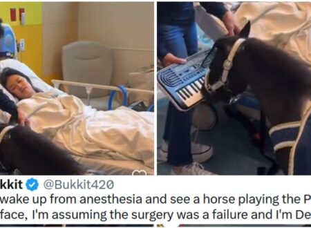 It’s fair to say this piano-playing ‘therapy horse’ has more neighsayers than fans