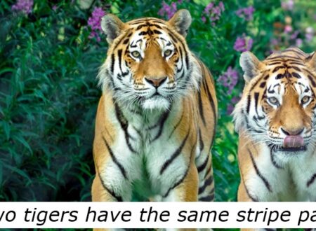 12 roarsome tiger facts to celebrate National Tiger Day