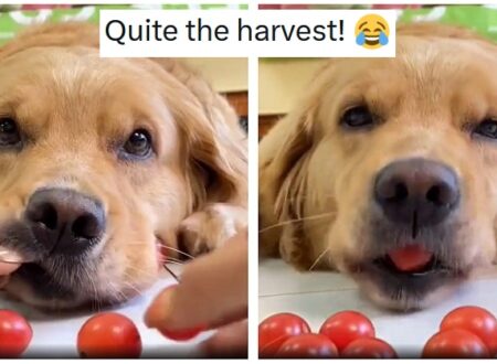 We defy you not to smile when you see this golden retriever’s impressive mouth stash of cherry tomatoes