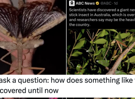 An ‘entymologist’ answered how a bug this big could have gone undiscovered until now and it’s a fabulously funny read
