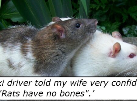 What’s the stupidest thing someone has told you as a ‘fact’? – 17 bizarre statements people actually believed