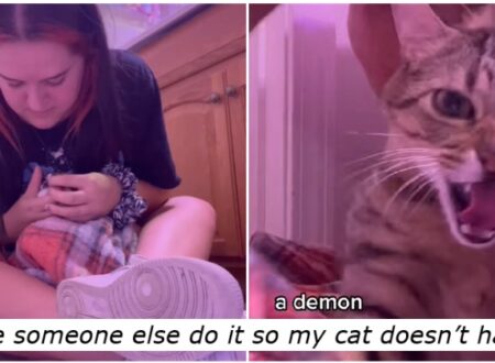Cat owners – is this attempt to give a pet a pill just the most relatable video to grace the internet?