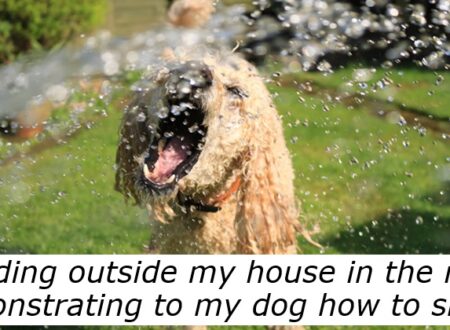 What daft or embarrassing things have you found yourself doing for a pet? – 17 times pet owners embraced their inner cringe