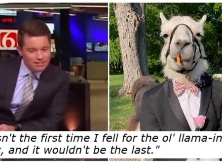 The idea to have a wedding llama in a tux was funny, but the news anchor’s mistake made it so much funnier