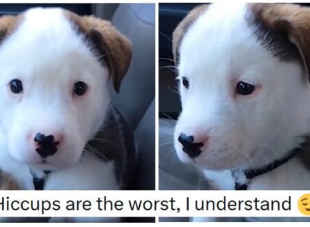 If you’re looking for a cuteness overload, this puppy barking at its own hiccups is just the thing