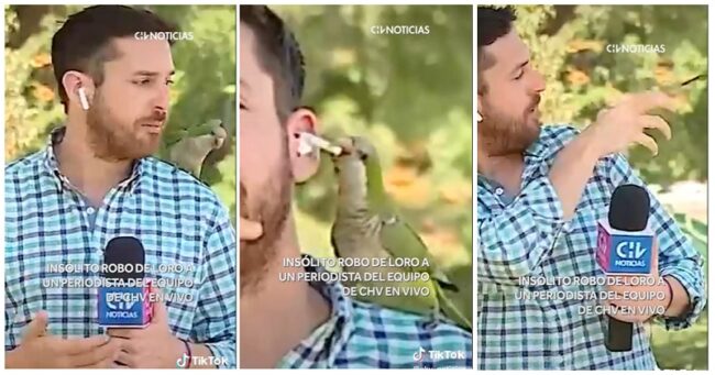 This thieving parrot’s perfectly timed appearance during a piece to camera on an increase in robberies is an all-time great live TV moment