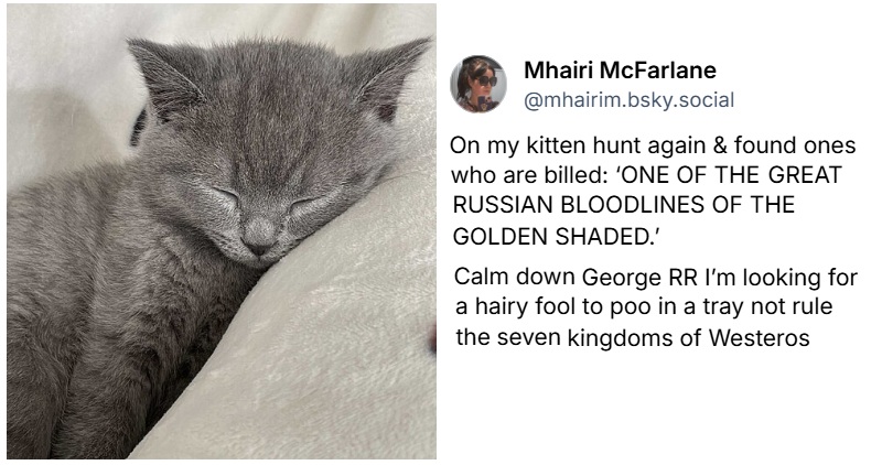 @mhairim.bsky.social‬
On my kitten hunt again & found ones who are billed: ‘ONE OF THE GREAT RUSSIAN BLOODLINES OF THE GOLDEN SHADED.’ Calm down George RR I’m looking for a hairy fool to poo in a tray not rule the seven kingdoms of Westeros