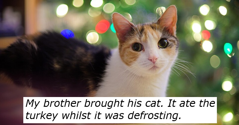 My brother brought his cat. It ate the
turkey whilst it was defrosting.
Photo of a cat with Christmas lights behind it