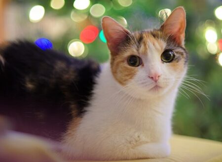 My brother brought his cat. It ate the turkey whilst it was defrosting. Photo of a cat with Christmas lights behind it