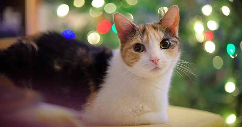 My brother brought his cat. It ate the turkey whilst it was defrosting. Photo of a cat with Christmas lights behind it