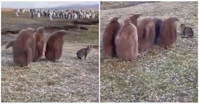 Need a timeline cleanse? This video of a group of penguins meeting a cat for the first time fits the bill