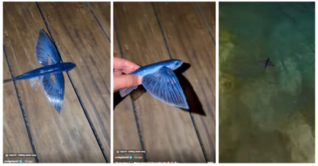 Craig David came to the rescue of a fish out of water, but it didn’t exactly go swimmingly …especially for the fish