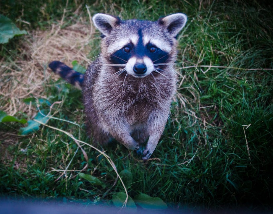 A raccoon