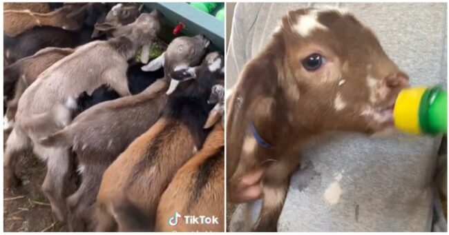 These baby goats are the cuteness overload we all need – and we’re not kidding
