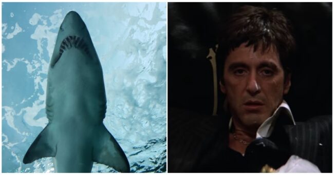 A report about cocaine-contaminated sharks in the Caribbean provided spectacular joke fodder for the internet – 23 high points