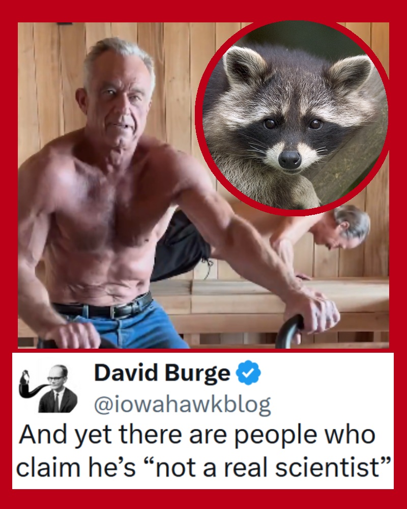 The story of RFK Jr cutting the penis off a dead raccoon ‘to study later’ may not be as black and white as it seems, but the reactions are what the internet was invented for – 31 funny favourites
