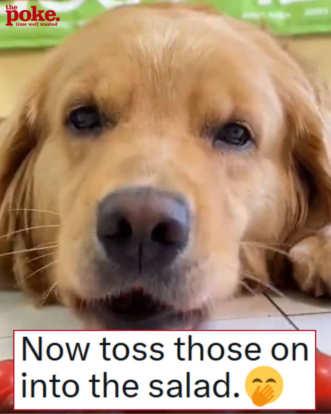 This clip of a golden retriever with a record-breaking amount of cherry tomatoes in his mouth should be available on prescription as a pick-me-up