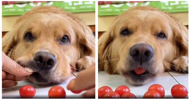 This clip of a golden retriever with a record-breaking amount of cherry tomatoes in his mouth should be available on prescription as a pick-me-up