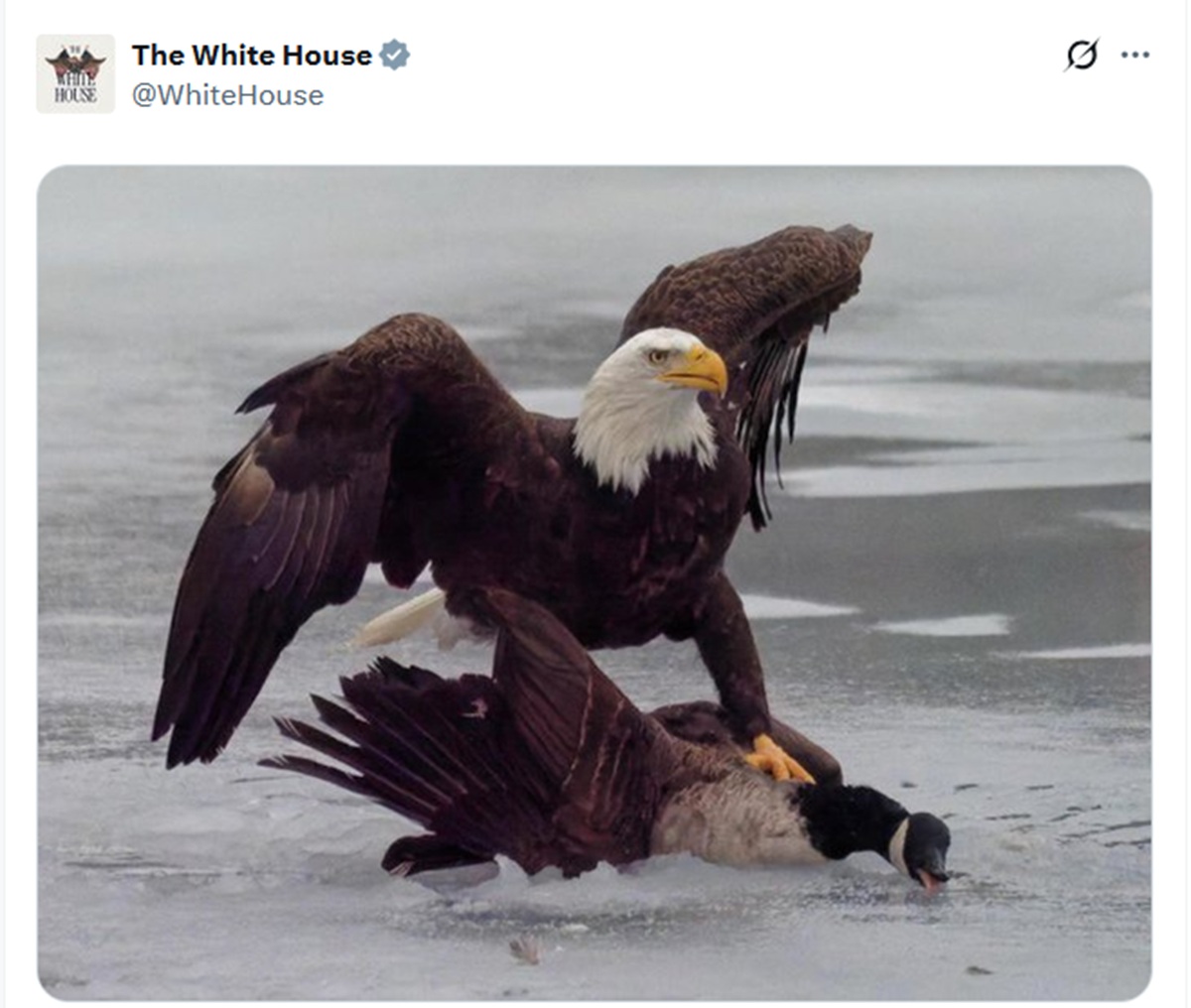 White House tweet with a photo of a bald eagle with its glaw on the back of the neck of a Canada goose, pressing it onto the ice