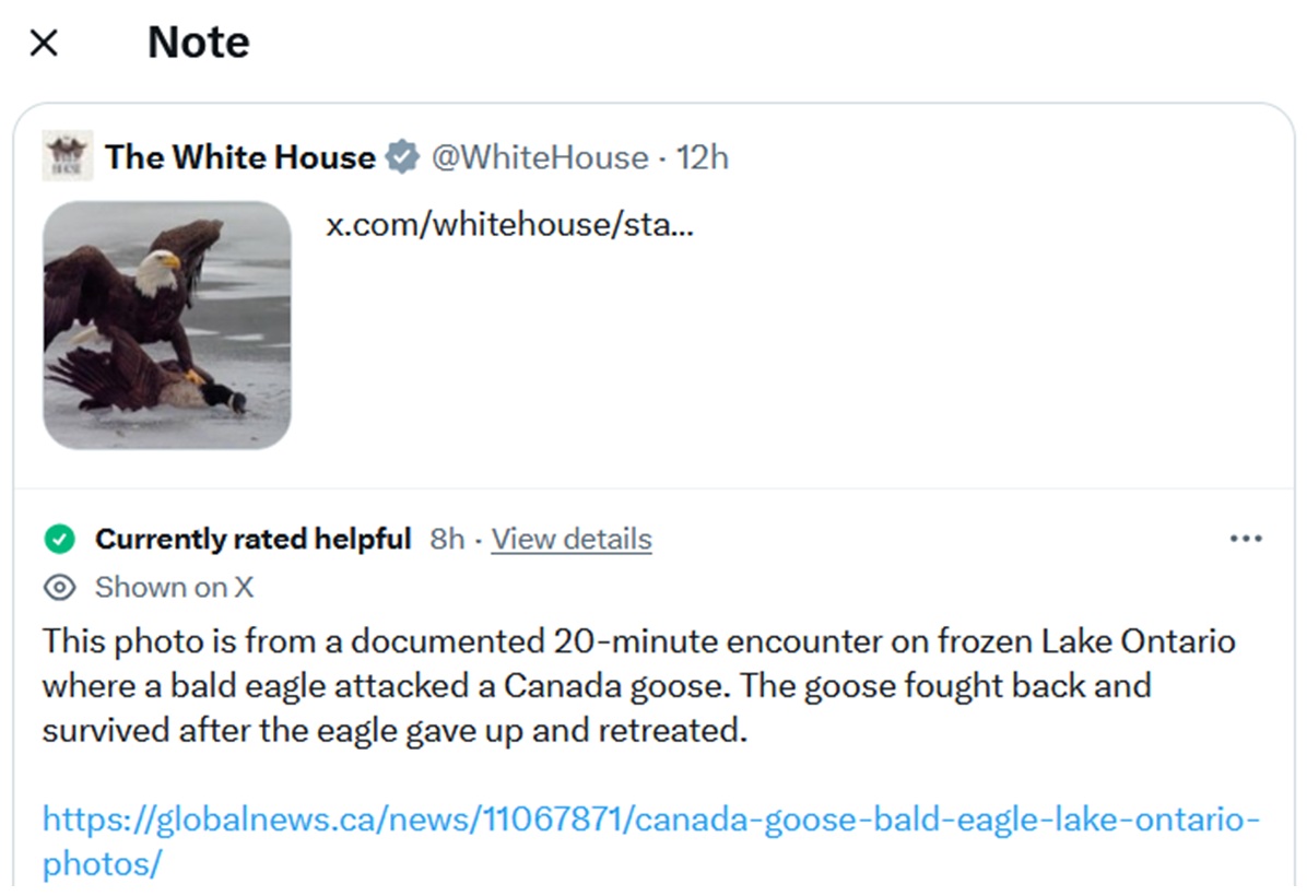 This photo is from a documented 20-minute encounter on frozen Lake Ontario where a bald eagle attacked a Canada goose. The goose fought back and survived after the eagle gave up and retreated.