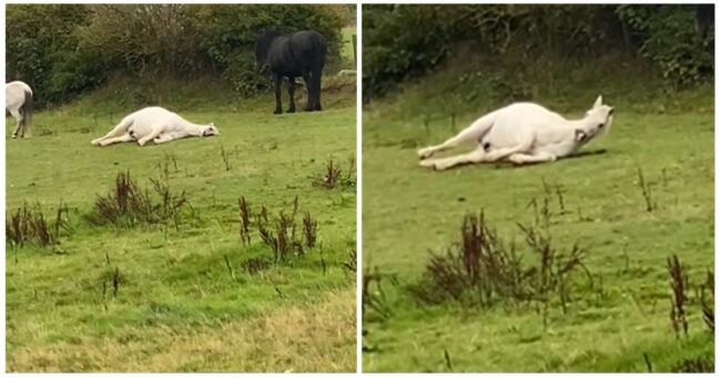 There’s never a bad time to rewatch the legend that is Steven the lazy horse