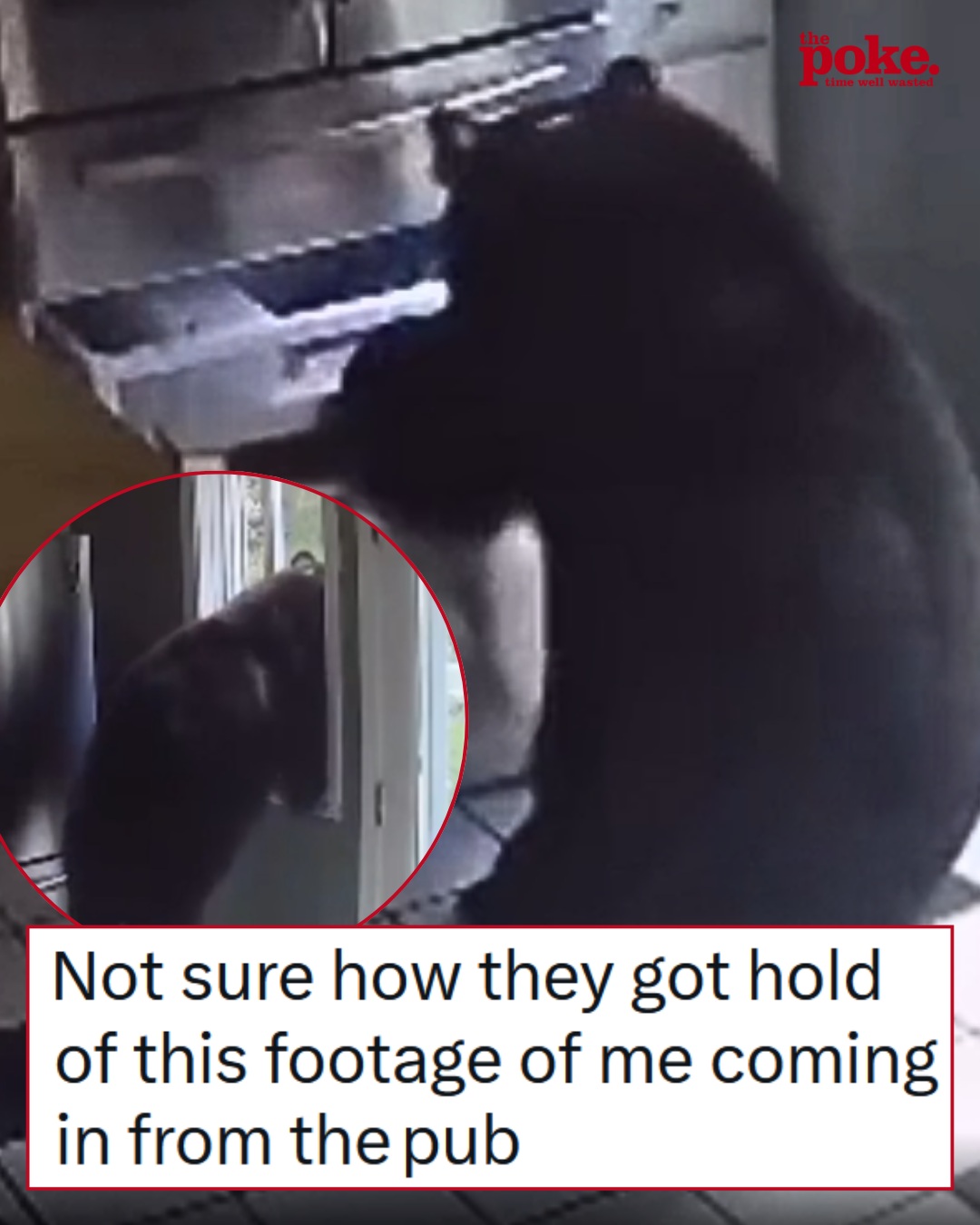 This lasagne-stealing bear has to be one of the internet’s all-time animal legends