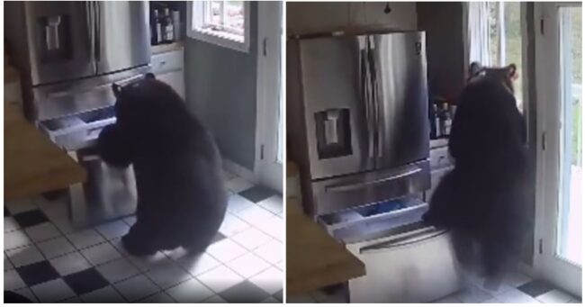 This lasagne-stealing bear has to be one of the internet’s all-time animal legends