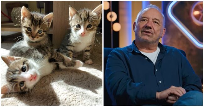 102 times Bob Mortimer proved he is the absolute master of naming cats