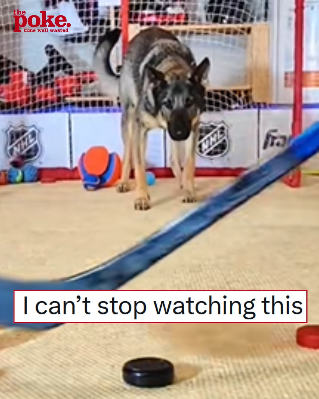 We still think this super-focused German Shepherd’s hockey goalie skills make her an all-time animal marvel