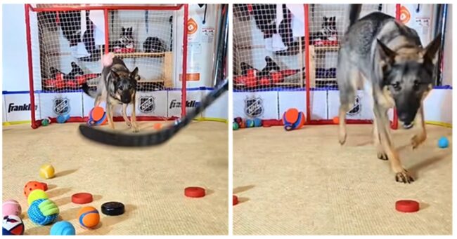 We still think this super-focused German Shepherd’s hockey goalie skills make her an all-time animal marvel