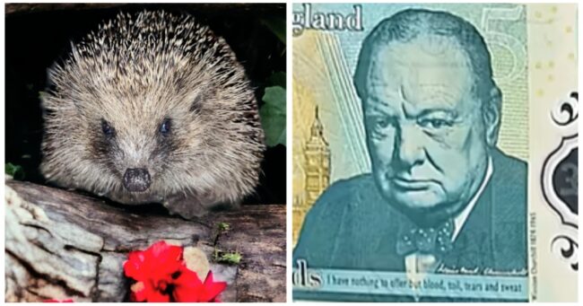 Right-wingers getting prickly over hedgehogs replacing Churchill on bank notes must be today’s funniest overreaction