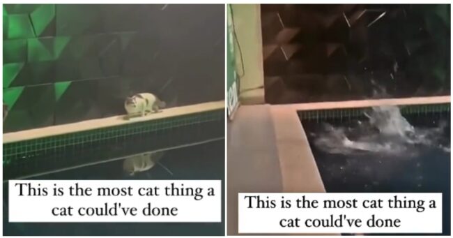 ‘Cat versus indoor pool’ made for the most cat-coded outcome in the history of cats and pools